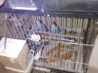 5 takım muhabbet kuşları yumurtalı yavrulu