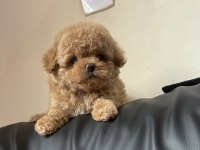 MICRO BOY AYI SURAT TOY POODLE ERKEK YAVRU