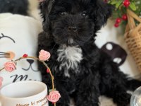 Siyah aşkına mükemmel erkek köpeğimiz