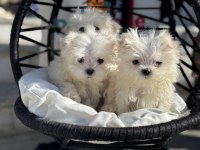 Petmode köpek çiftliğinden kore kan maltese