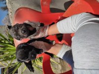 Mastiff dev bebekler
