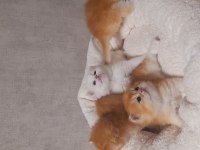 Bolca kaliteli gold yavru kediler