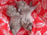 Erkek british shorthair kedilerimiz sağlıklı kaliteli