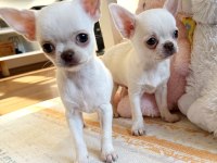 Safkan Beyaz Erkek Chihuahua Köpekler
