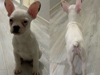 3 AYLIK SAFKAN FRENCH BULLDOG BEBEKLER