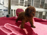 Kore toy poodle yavrularımız 