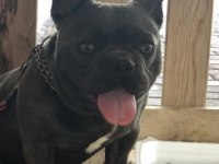 Blue renk french bulldog