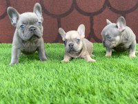 Mükemmel Anatomi Ve DNA’ya Sahip French Bulldog Yavrularım