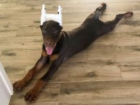 Asosyalseniz Dobermana İhtiyacınız Var