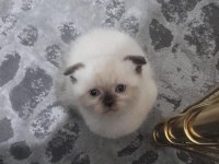 1 buçuk aylık orjinal Scottish Fold Bebekler