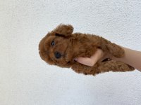 Toy poodle ev doğumlu