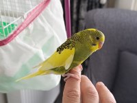 Yavru ele alışkın erkek muhabbet kuşu