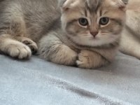 SAFKAN 2 AYLIK EĞİTİMLİ SCOTTİSH BRİTİSHLER