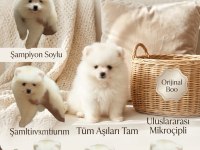 Orijinal pomeranian boo teddy bear teacup
