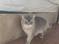 AKILLI VE UYSAL SAFKAN KEDİMİZ
