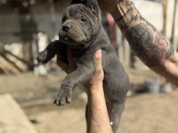Dev anne baba dan dev cane corso yavrular