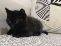 Erkek yavru bombay kedisi