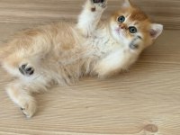 British shorthair erkek yavru teslime hazır
