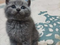 British shorthair yavru kedimiz
