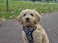 Poodle evladımız