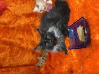 Gri yele maine coon isteyenler