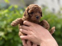 Kore Kan Poodle yavrular