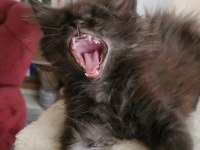Maine coon yavru
