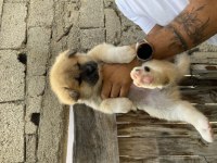 Akita Bebekler