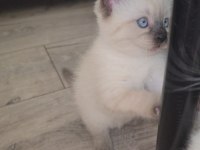 1,5 aylık yavru kediler