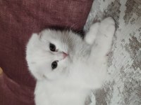Aydın didim scottish fold beyaz kedimiz