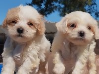 Acele edin maltipoo bebekler sizi bekliyor