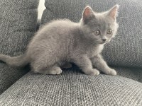 İri yapılı Safkan Scottish Fold