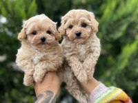 Ankaranın en güzel maltipoo yavruları