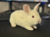 DÜNYALAR TATLISI YAVRU TAVŞAN