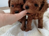 Orjinal toy poodle