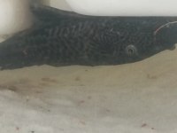 Vatoz Balığı