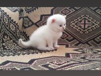 Erkek Red Point British Bebeğimiz