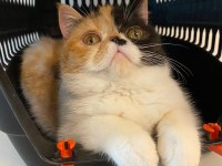 Exotic shorthair 5 aylık