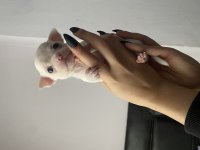 Safkan chihuahua yavruları