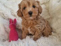 Ruhsatlı Köpek Çiftliğinden Maltipoo Yavrularımız
