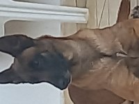 Belgian Malinois, dişi 22 aylık