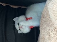 Orjinal british shorthair yavrumuz