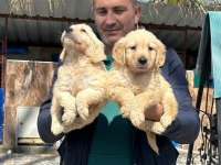 Golden retriever yavrularımız ırk garantilidir