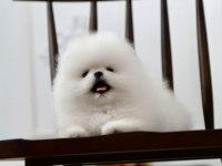 Pomeranian Boo Mini Ayıcıklardan biri sizin olsun