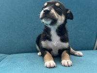 Pinscher şivava yavrular