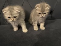 Scotish Fold Safkan Irk Ayı Surat Yavrularımız 2 Aylık.