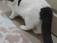 İran Egzotik Shorthair Erkek Kedimiz Sahiplendirilecek