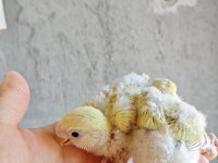 Mutasyon el besleme sevda papağanı