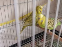 Harika Çift Muhabbet Kuşlar