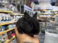 CÜCE NETHERLAND DWARF TAVŞANLARIMIZ